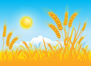 wheat-field-scene